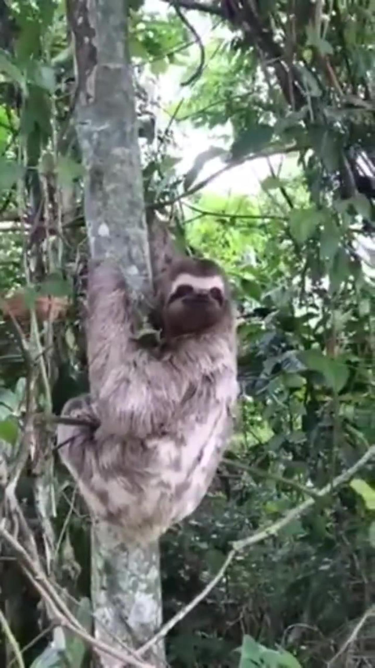 Helping a Sloth fren