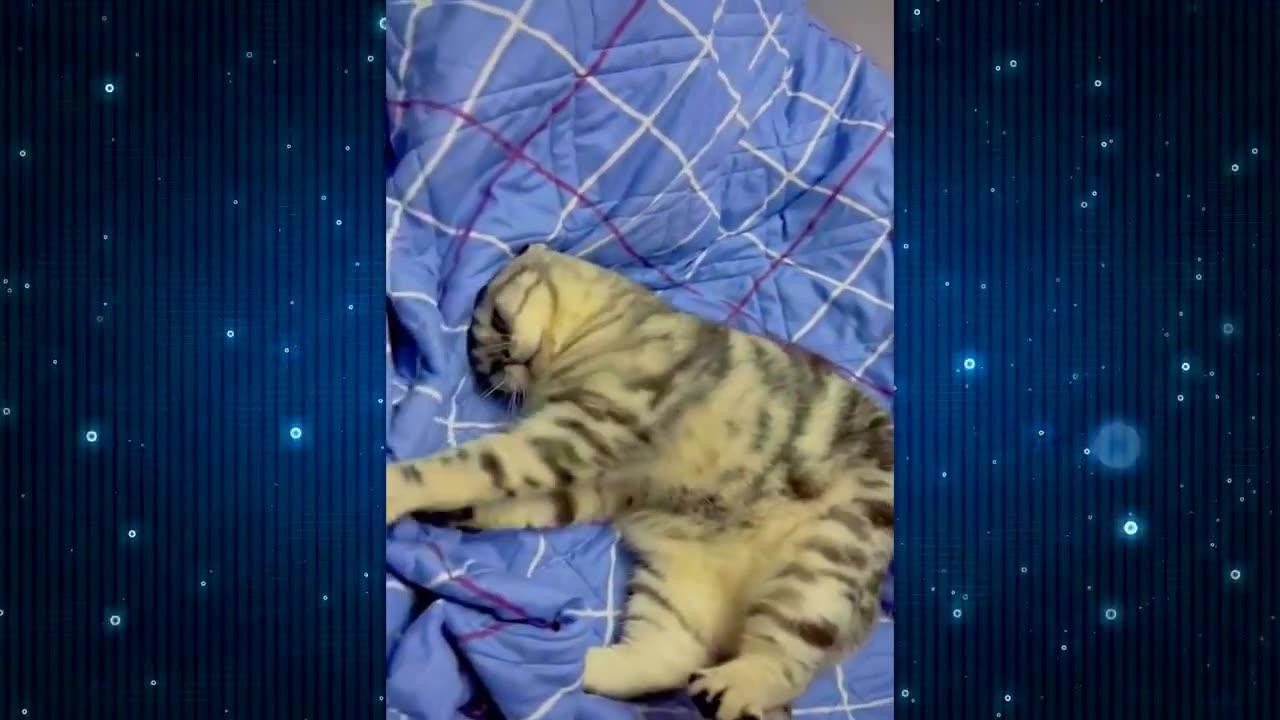 New Funny Videos 2024 😍 Cutest Cats and Dogs 🐱🐶 #2