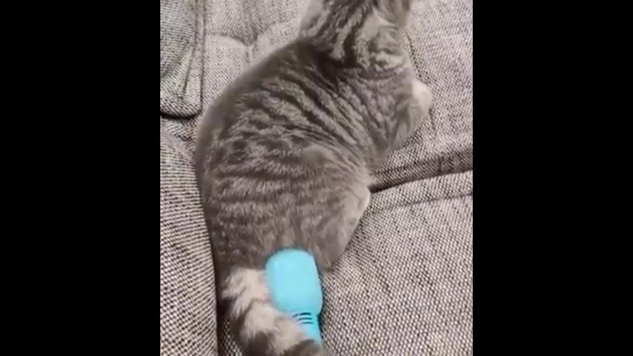 cat meme kitten (tik tok video]💘 - funny cats meow baby cute