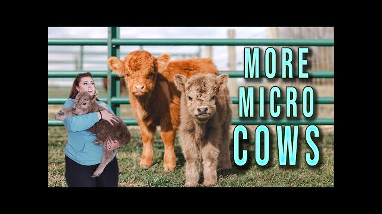 The Smallest Cow I've Ever Seen
