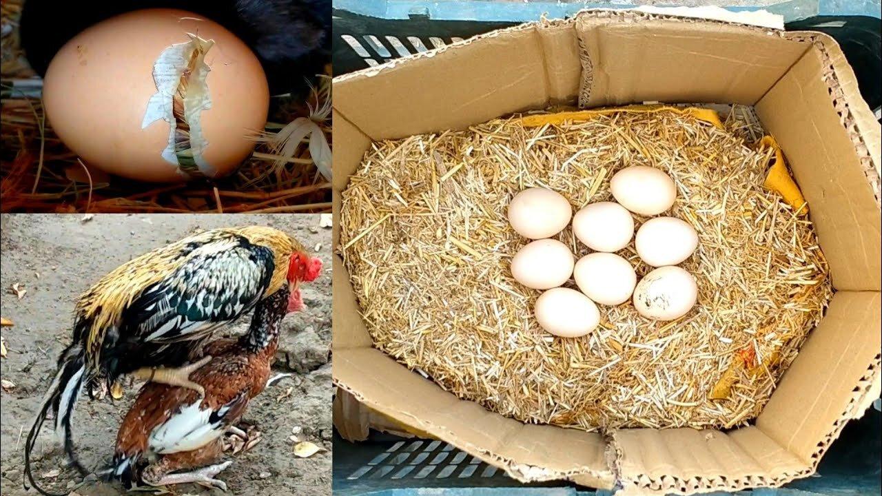 Mix video of all chickens laying eggs and chicks hatching