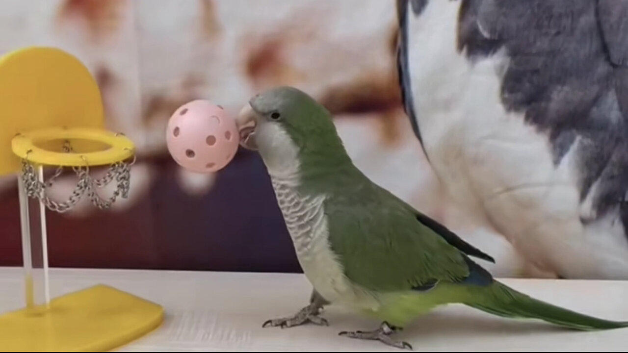 Cute tia bird trending video
