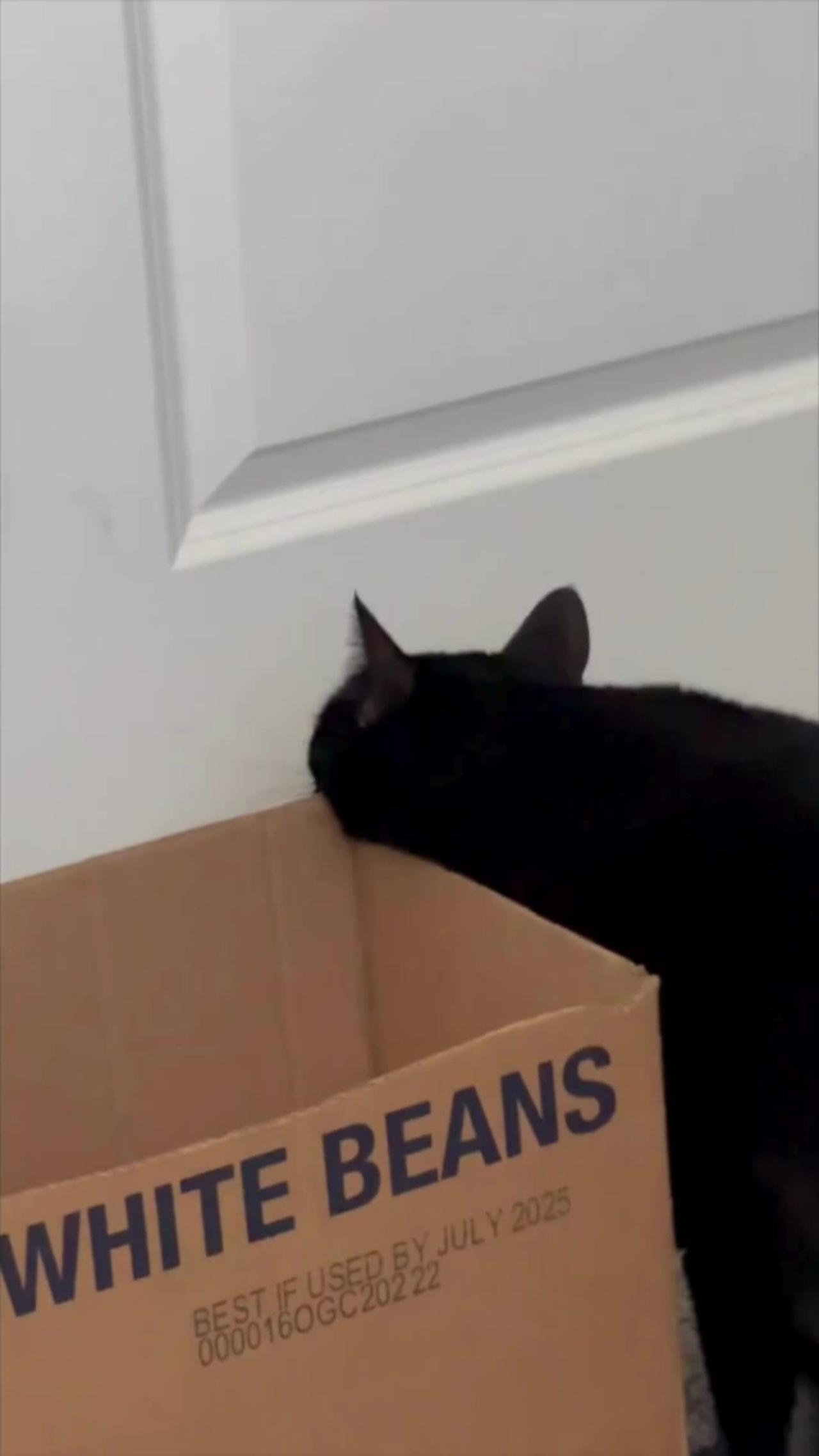 Adopting a Cat from a Shelter Vlog - Cute Precious Piper Checks Out a New Shipping Box #shorts