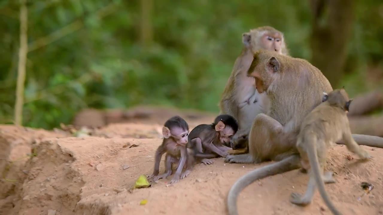Adorable Joyful Monkey's Family Having food conversations and acting