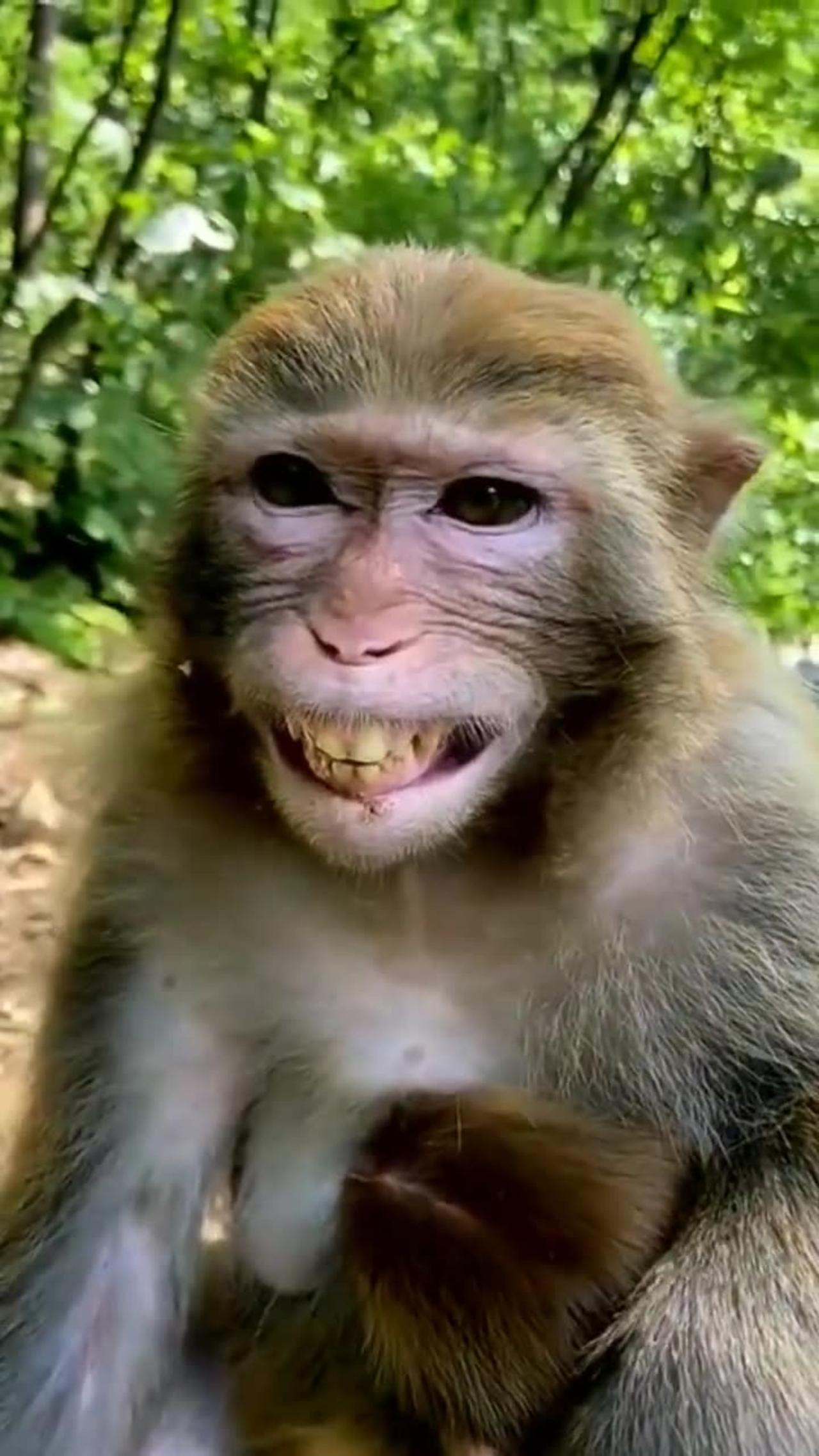 Amusing Monkey's Infectious Laughter 🐒😂