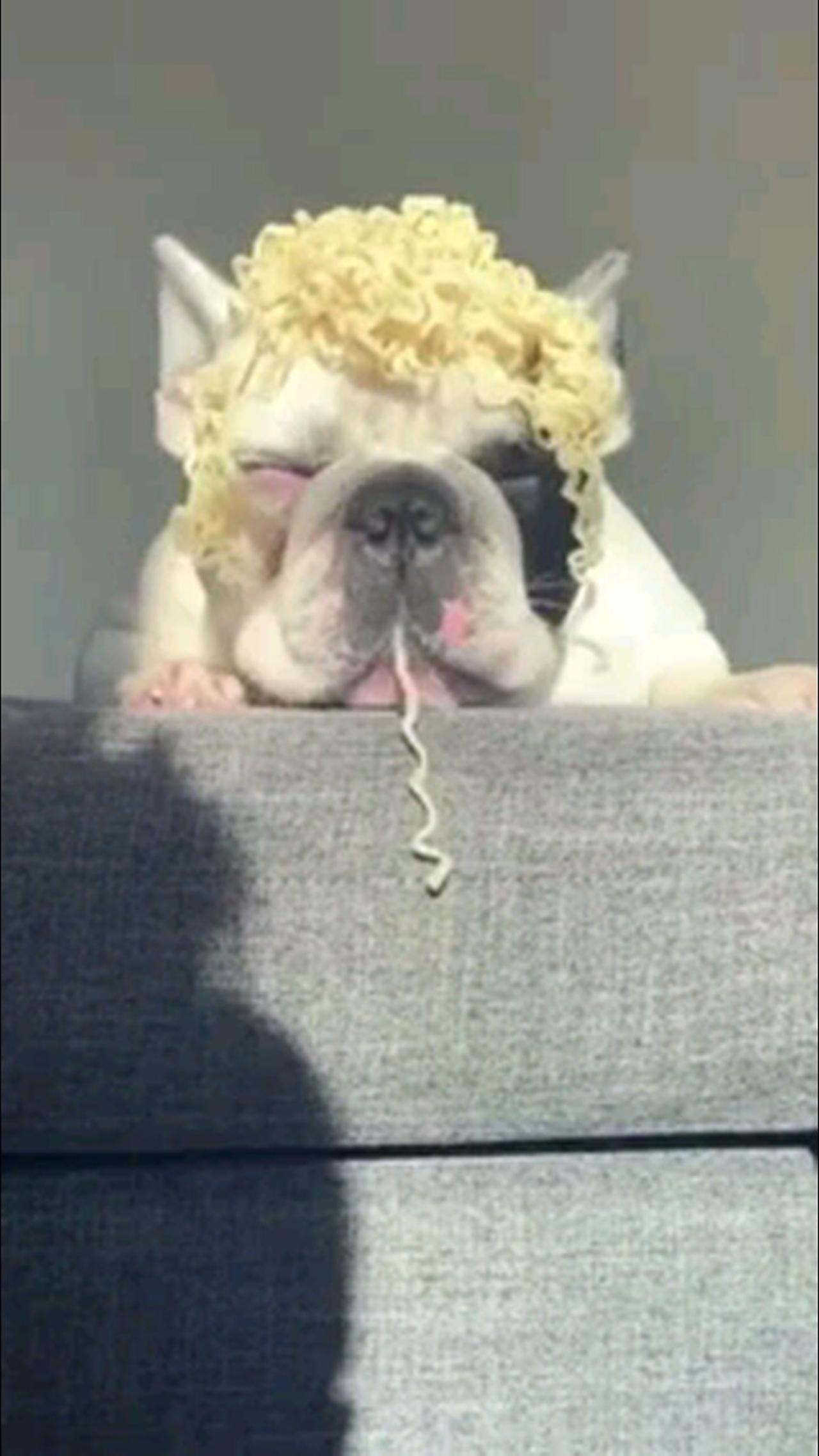Blonde Hair on a Dog????