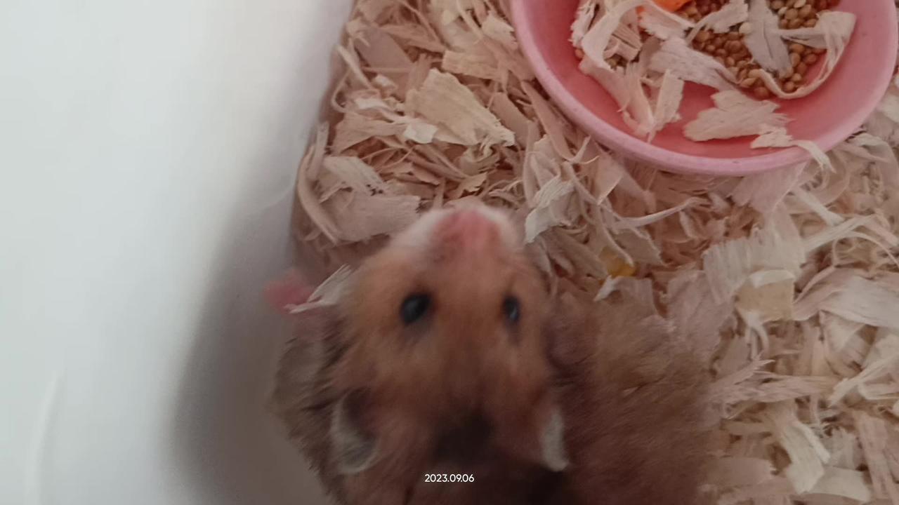 Hamster Lucu Dalam Masa Pemindahan