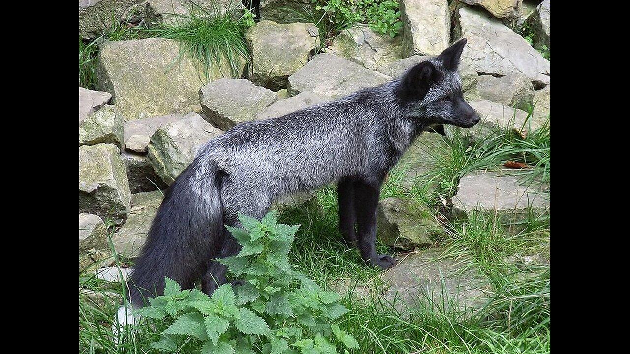 The Black Fox of Salmon River