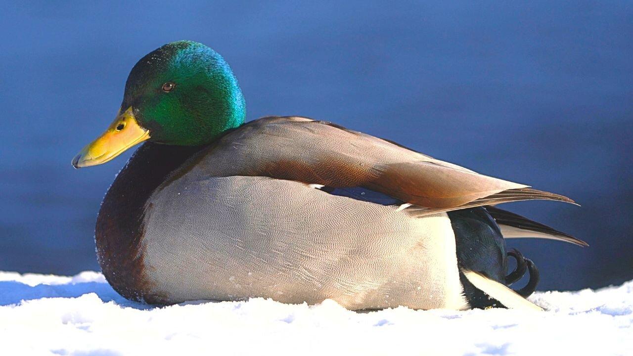 Another Male Arctic Mallard Duck Drake Just Sitting in the Sun