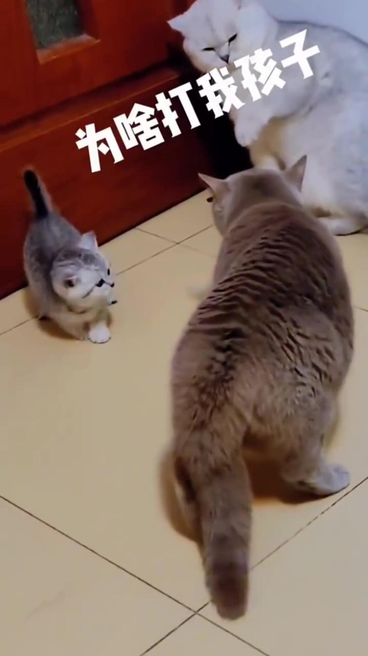 Funny and Cute Cats Video #101
