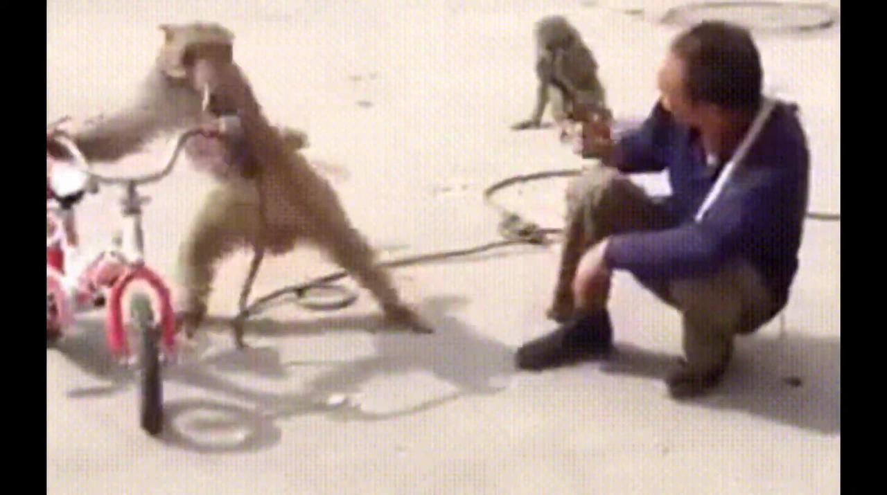 Funniest Monkey - cute and funny monkey videos (Copyright Free) Full HD