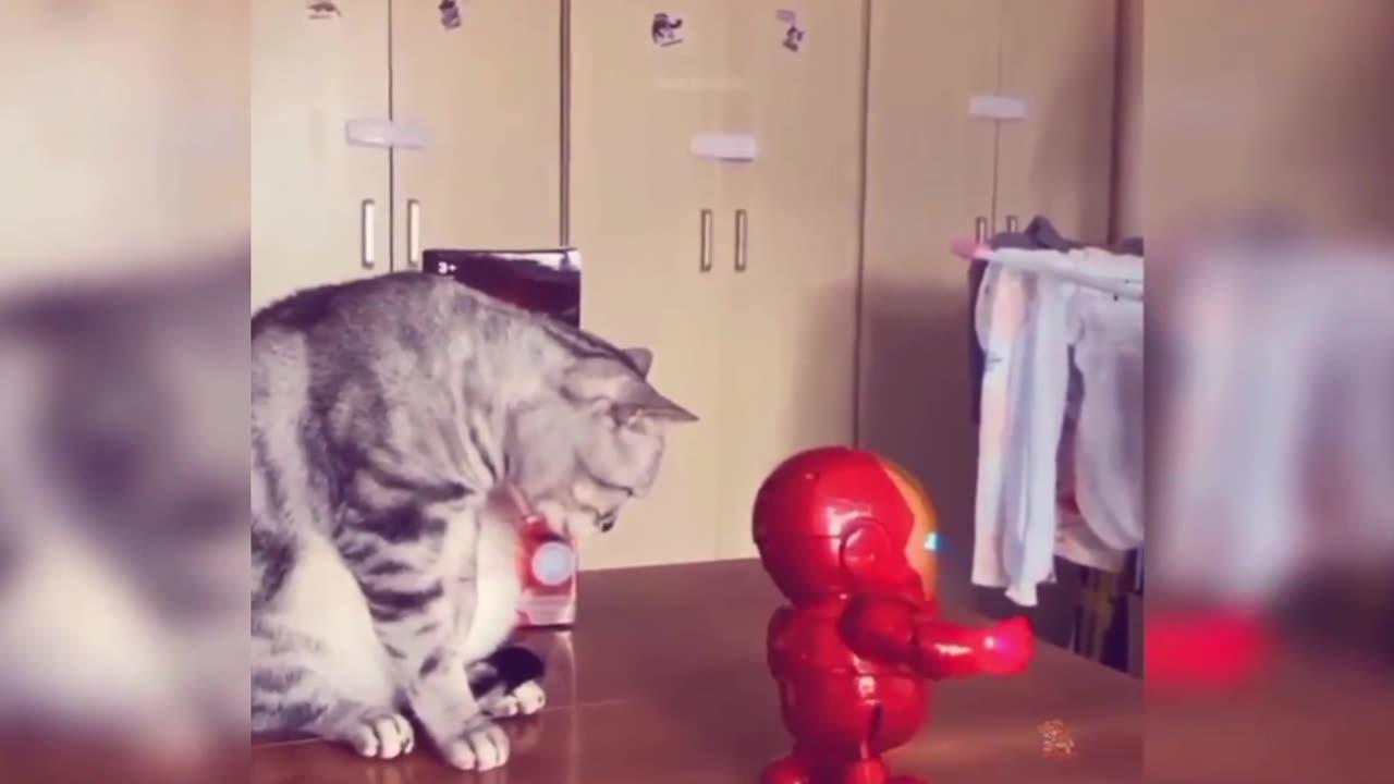 Funniest Cute Cat Videos(ADORABLE)