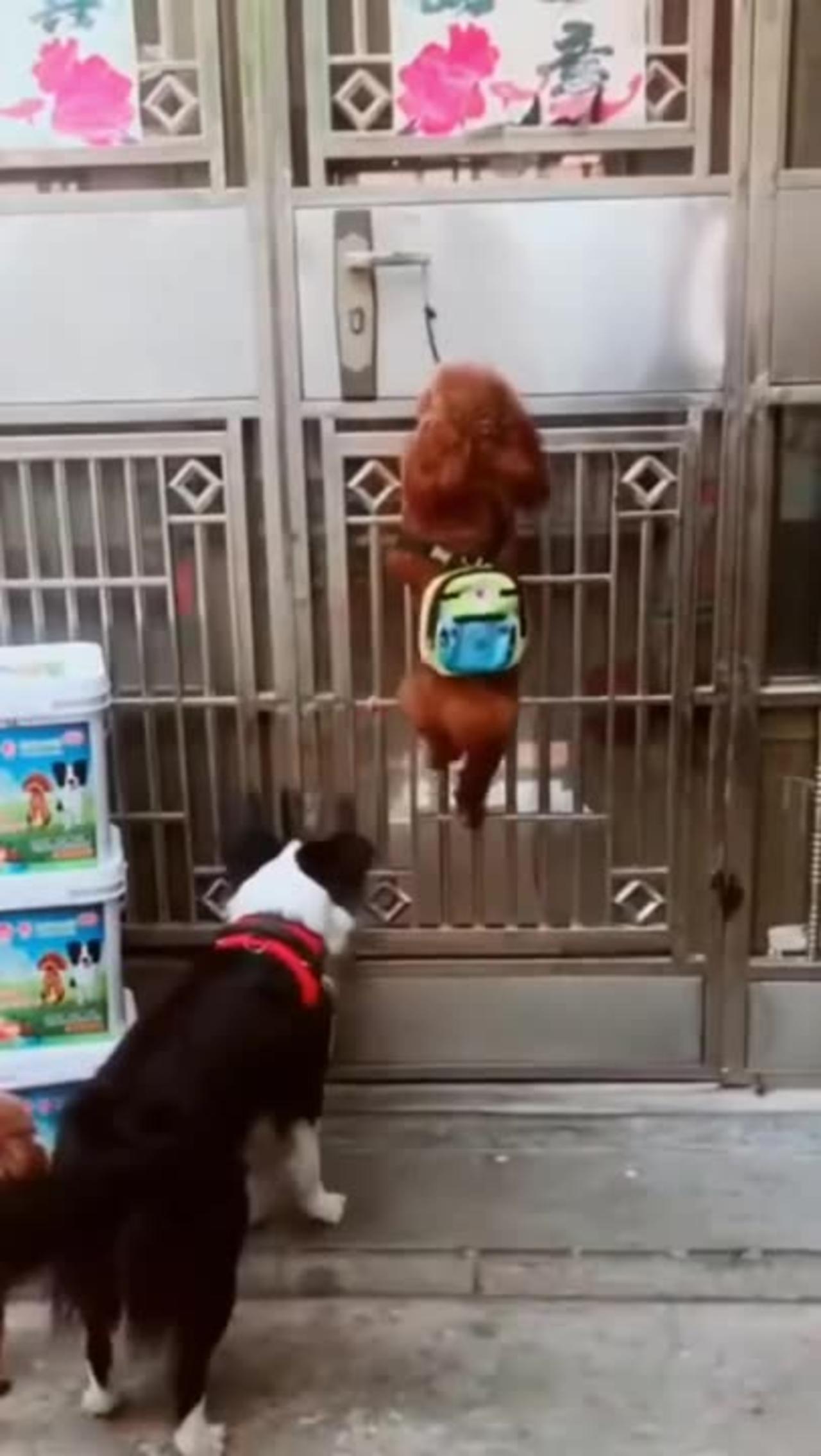 Funny dog dancing video