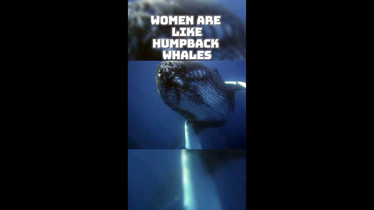 Women are like Humpback whales...