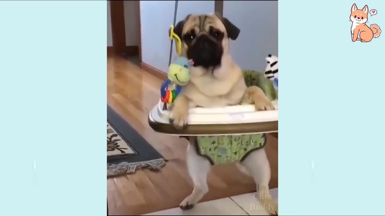 Funny Dog Videos 2021 | TRY NOT TO LAUGH | 🤣😂😂😂😂