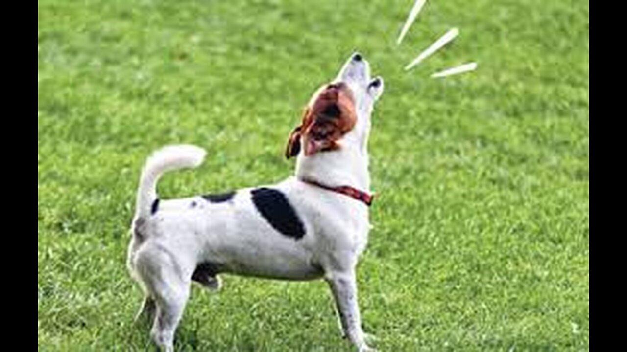 TOP 10 dogs barking