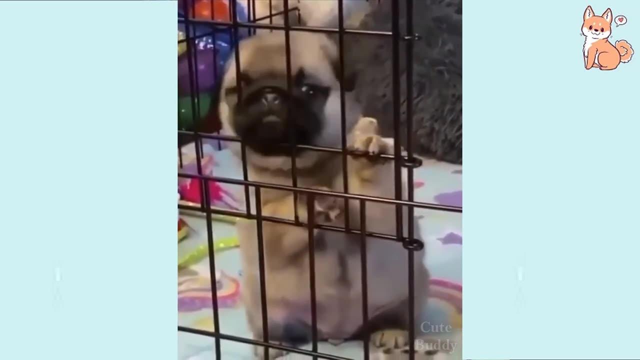 Funny dogs compilation