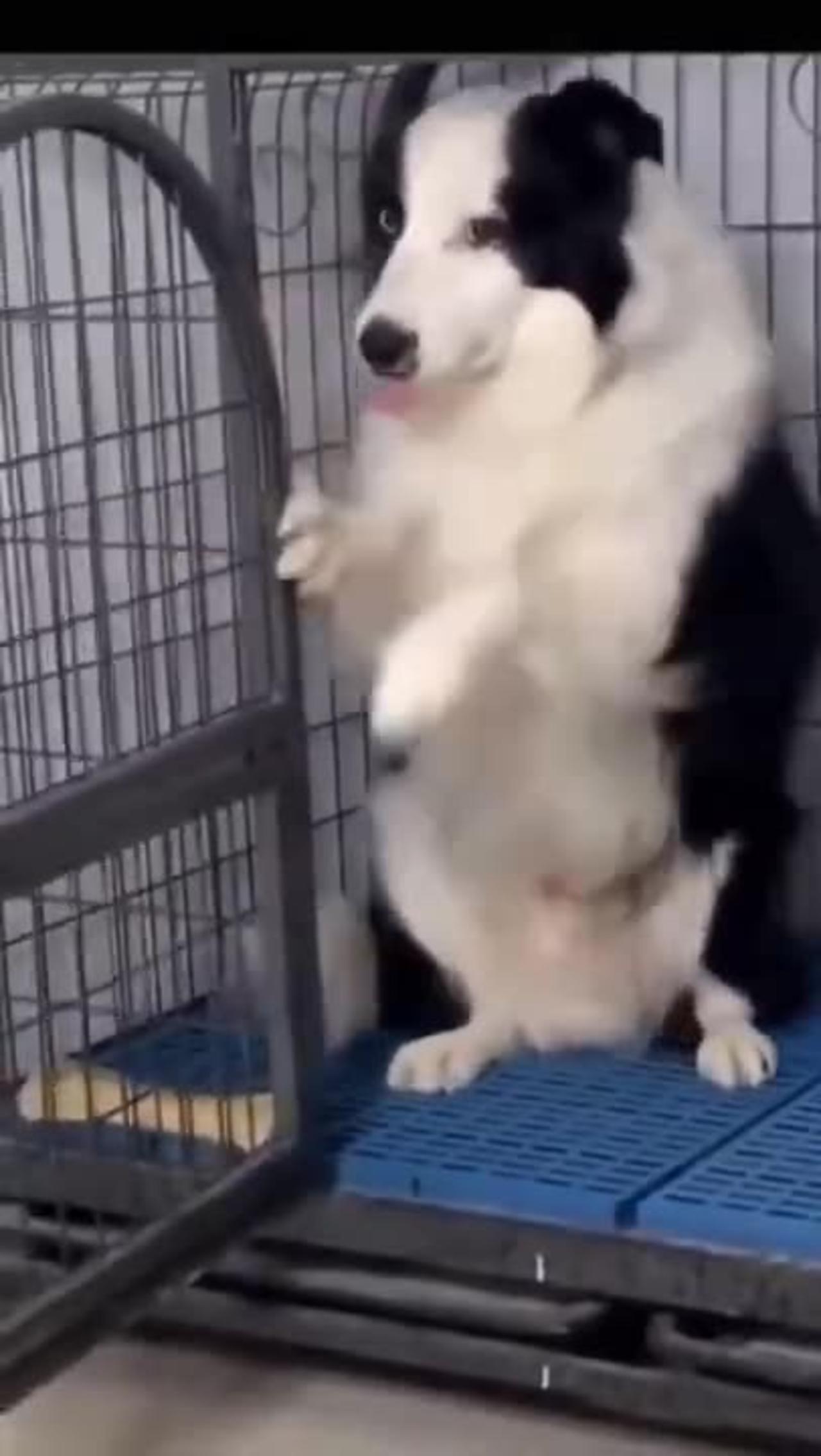 Funny Dog video