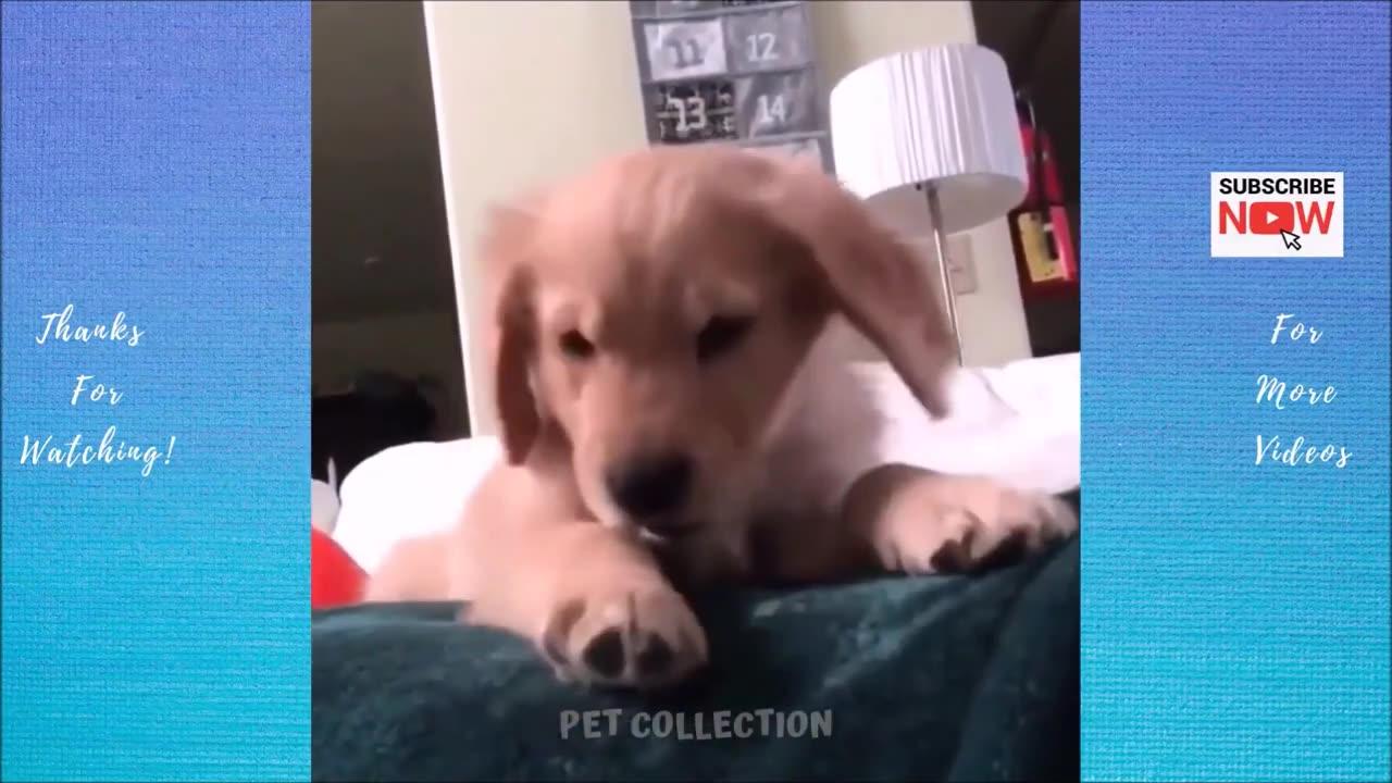 Cute And Funny Pet Videos Compilation #6 ♥ Funny Dog Videos | Baby Dogs #3