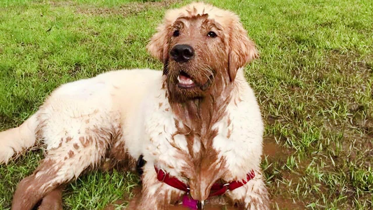 Funny dogs in mud and more.
