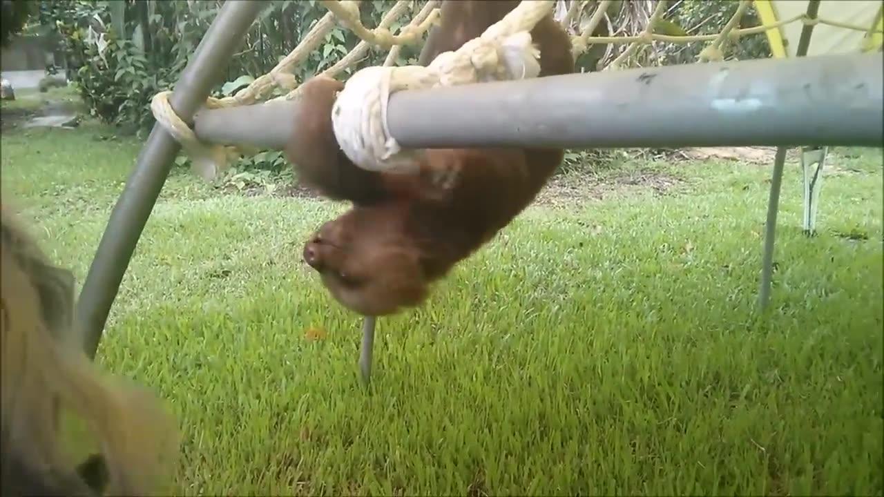 Baby Sloths Being Sloths - FUNNIEST Compilation