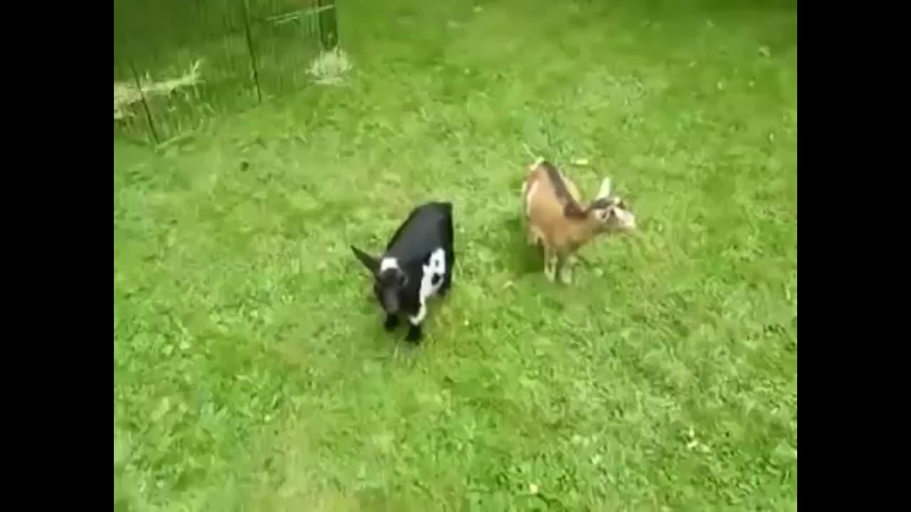 Jerry The Goat - Translation "Goat Kick" 🐐