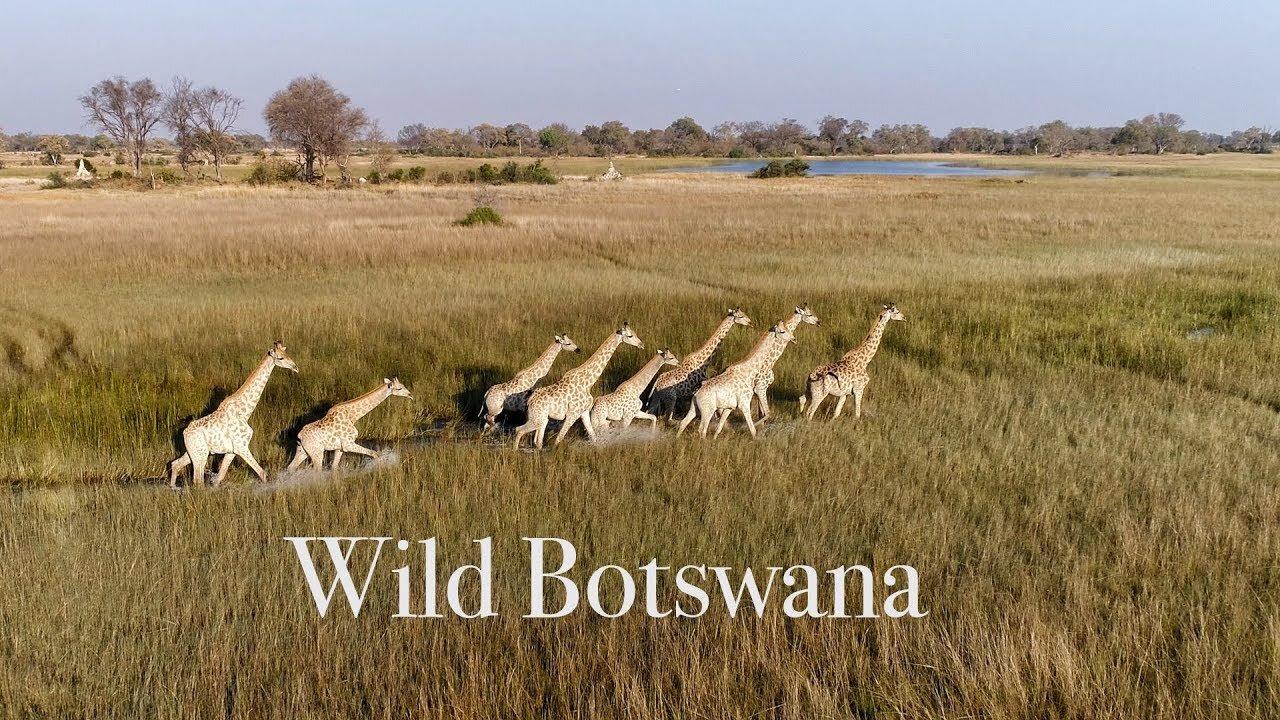 Best Drone Video of African Wildlife. Wild Botswana 4K