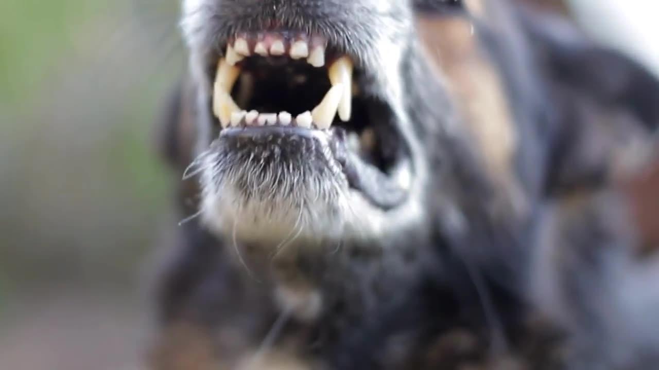 Guard Dogs Barking Compilation!!