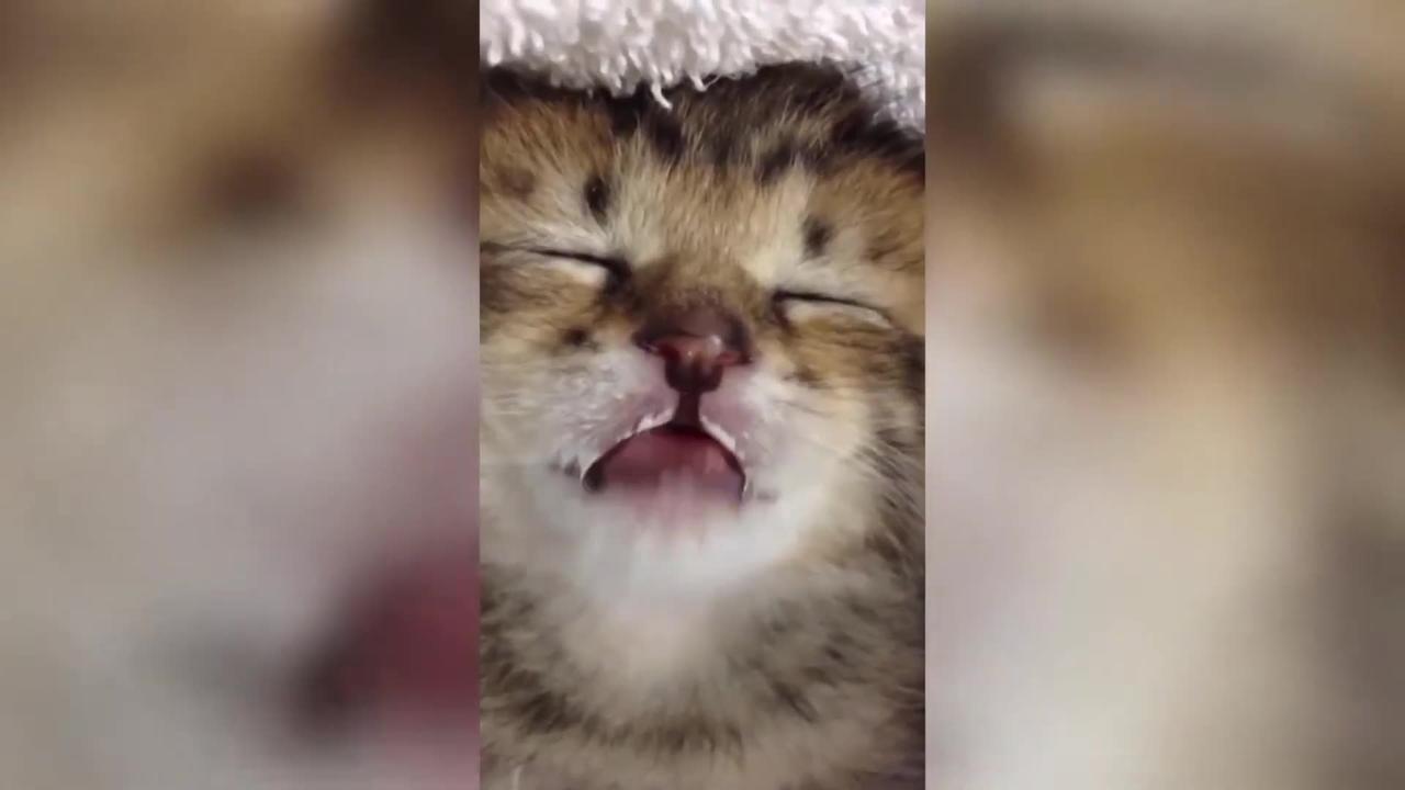Funny cat videos part 2