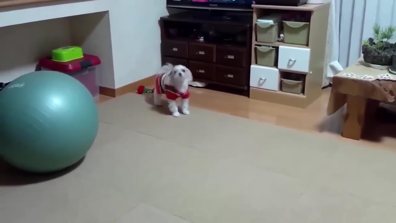 funny dog videos :)