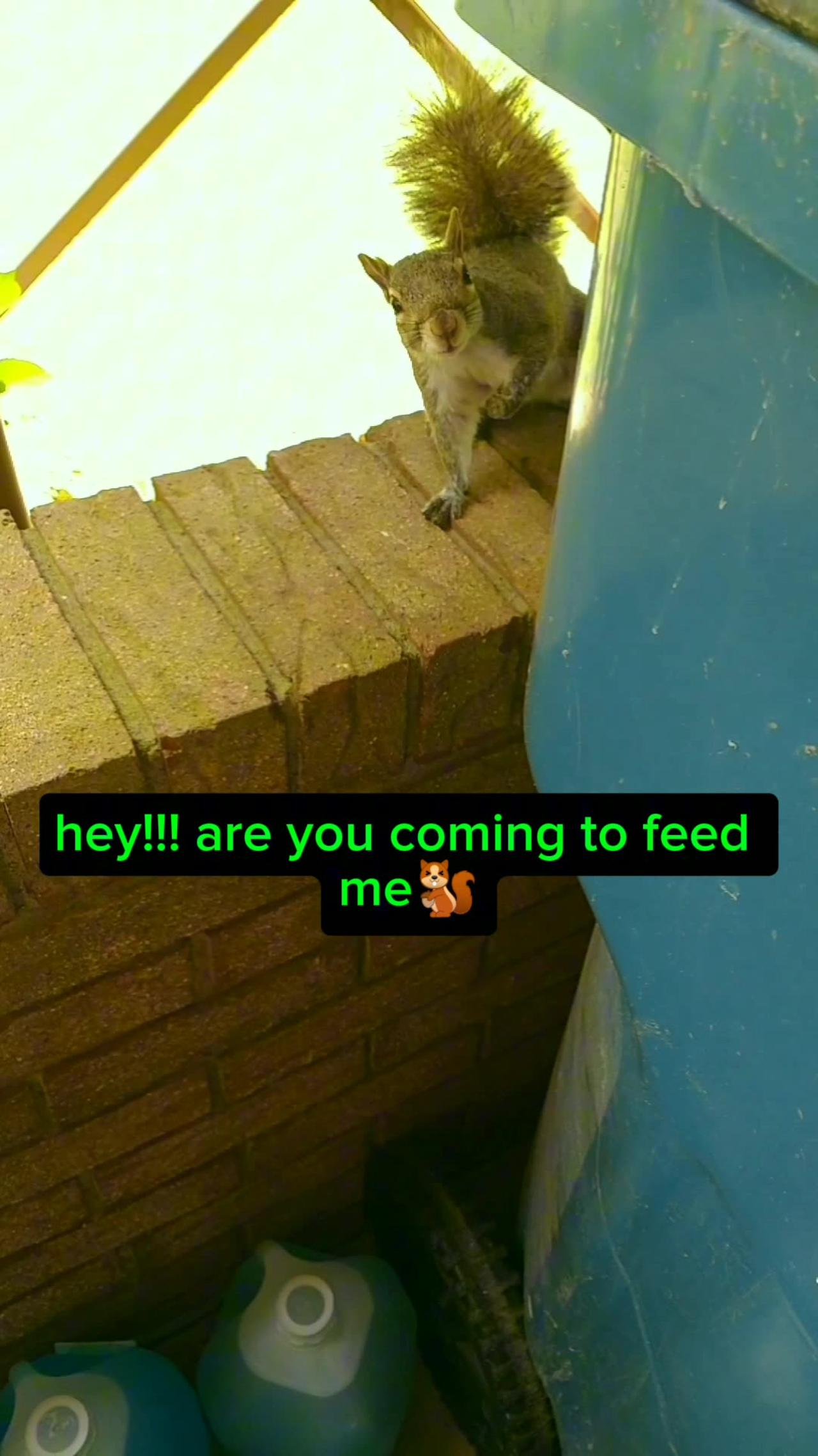 Funny squirrel 🤣🤣🤣🐿️ peeked back at me behind the dumpster!!!