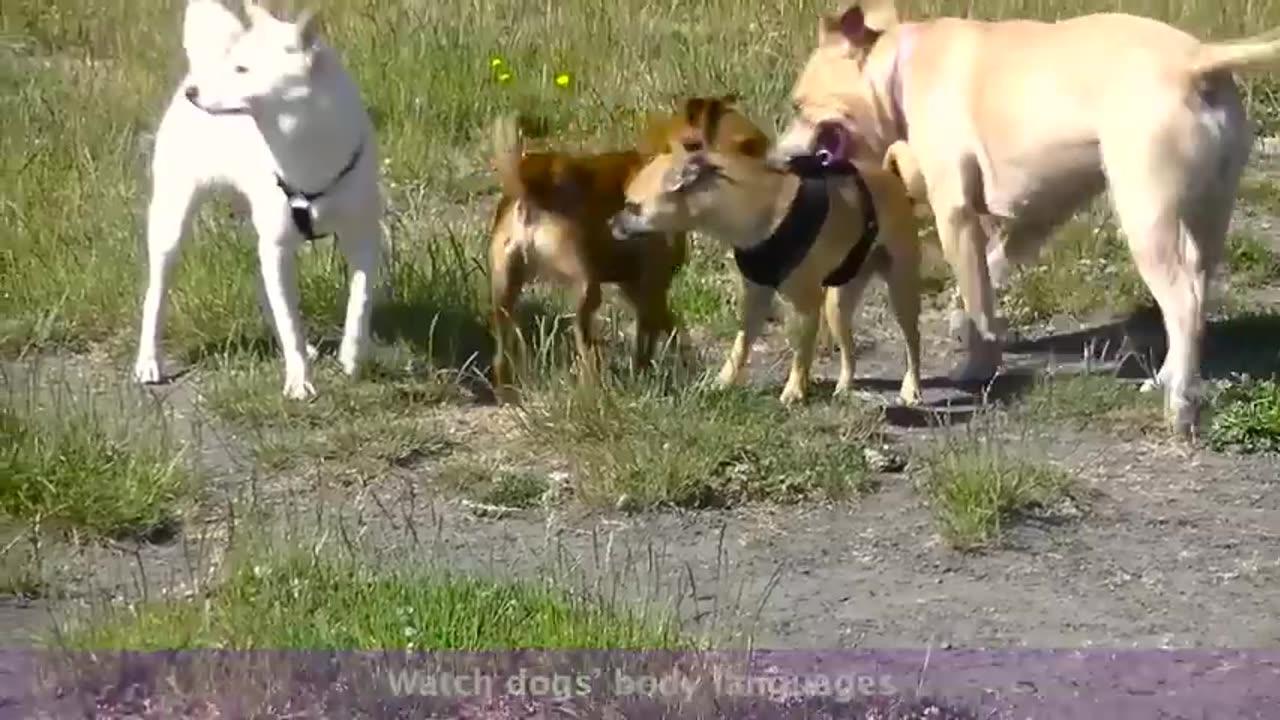 What Does A Good Dog Meeting Look Like