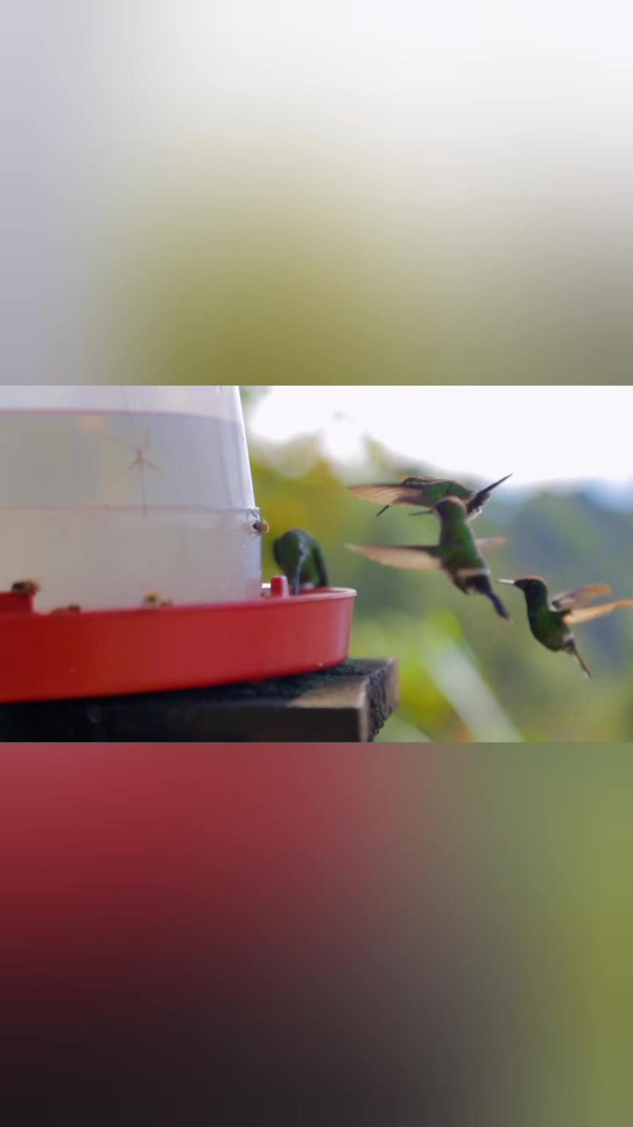 Thirsty Hummingbirds.