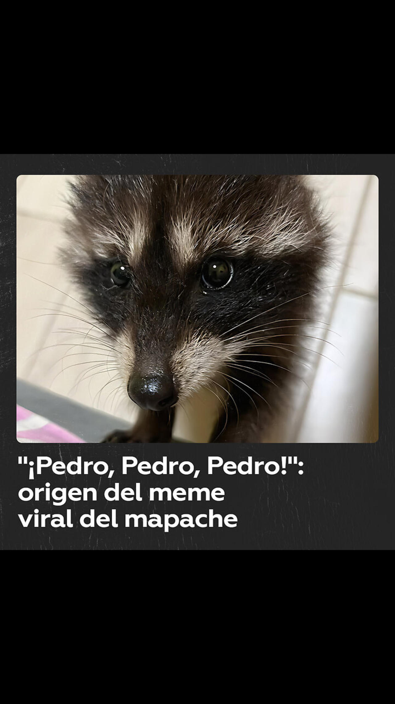 “¡Pedro, Pedro, Pedro!”: De dónde salió el video viral de ‘Pedro, el mapache’