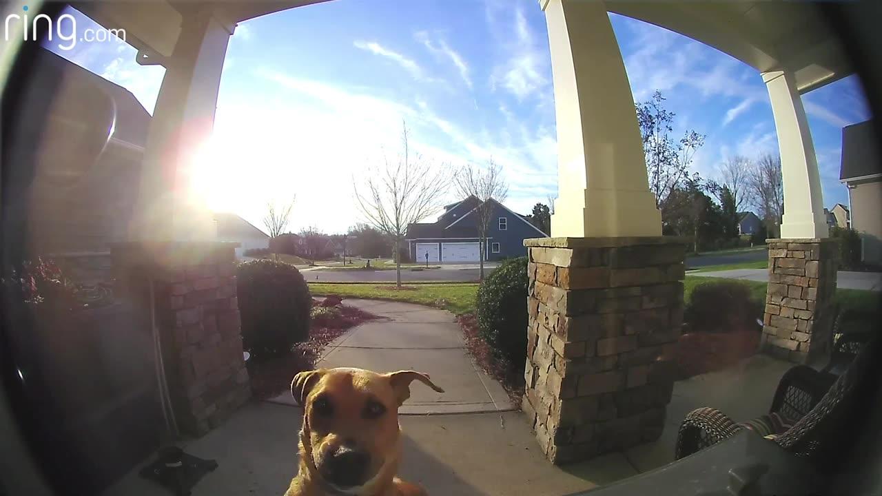 Dog Uses a Ring Video Doorbell to Get Back In The House