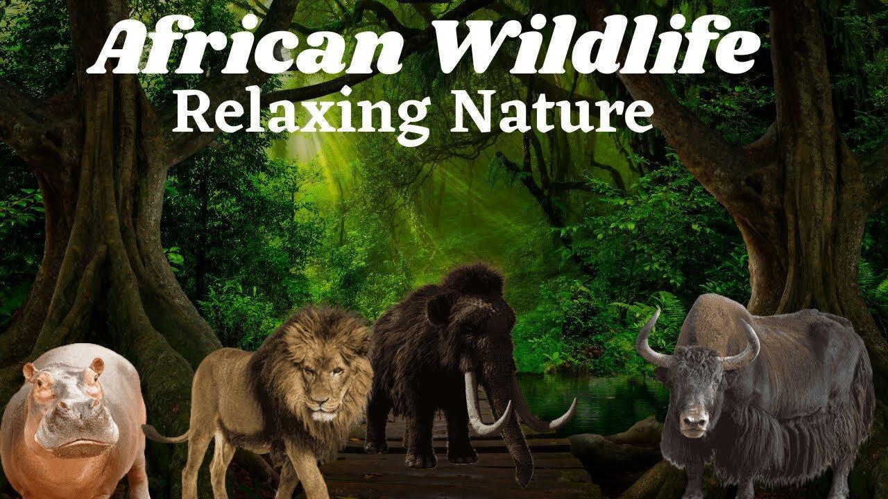 Embark on a Nature Journey with Relaxing Wildlife Scenes African Wildlife #nocageanimals