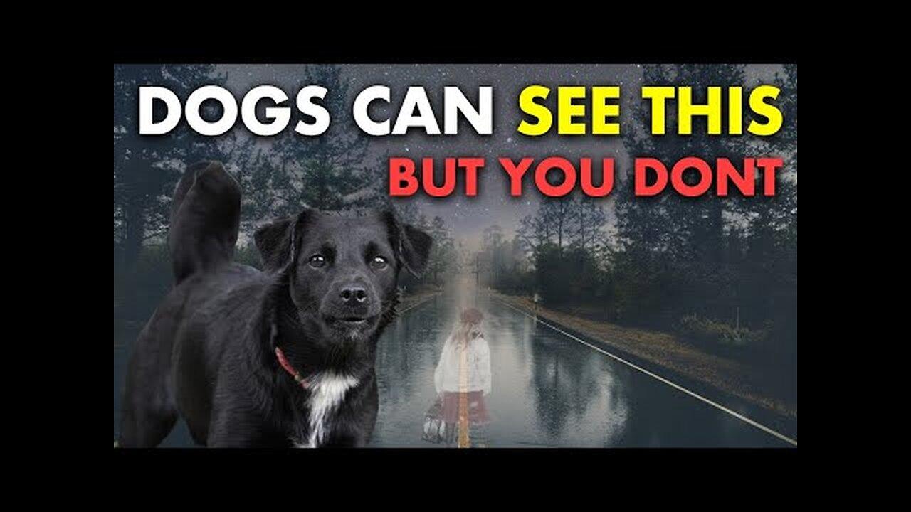 20 Things Your Dog Can See & Feel But YOU CAN T | The Sixth Sense of Animals