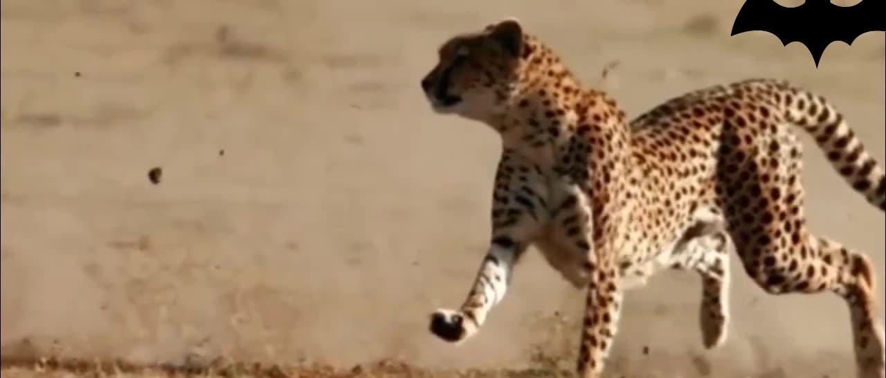 Cheetah:  at lightening speed