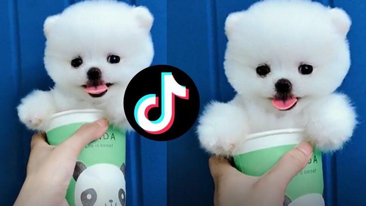 Cute and Funny TikTok Dog Videos Compilation