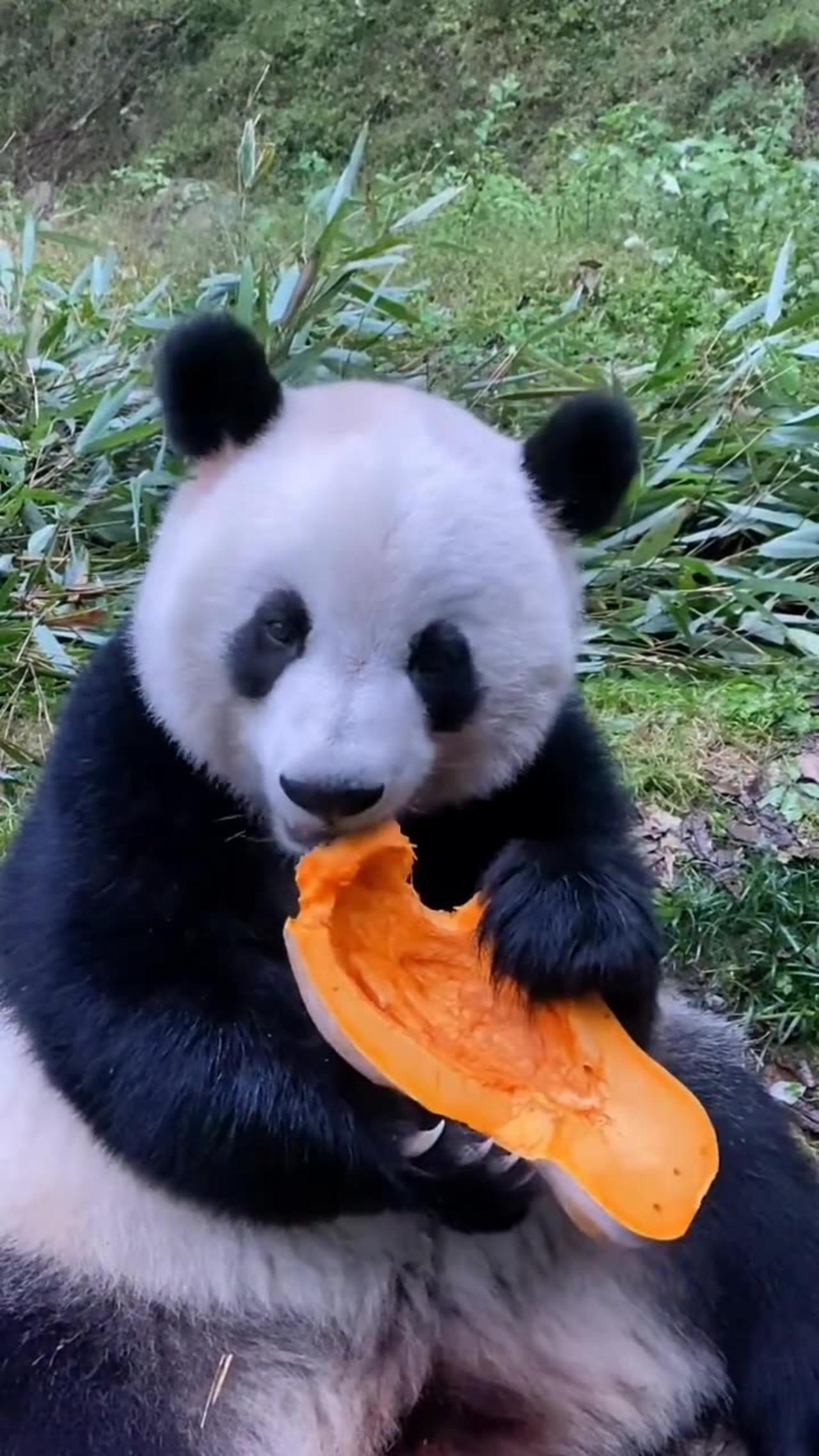 Chinese giant pandas eat watermelon