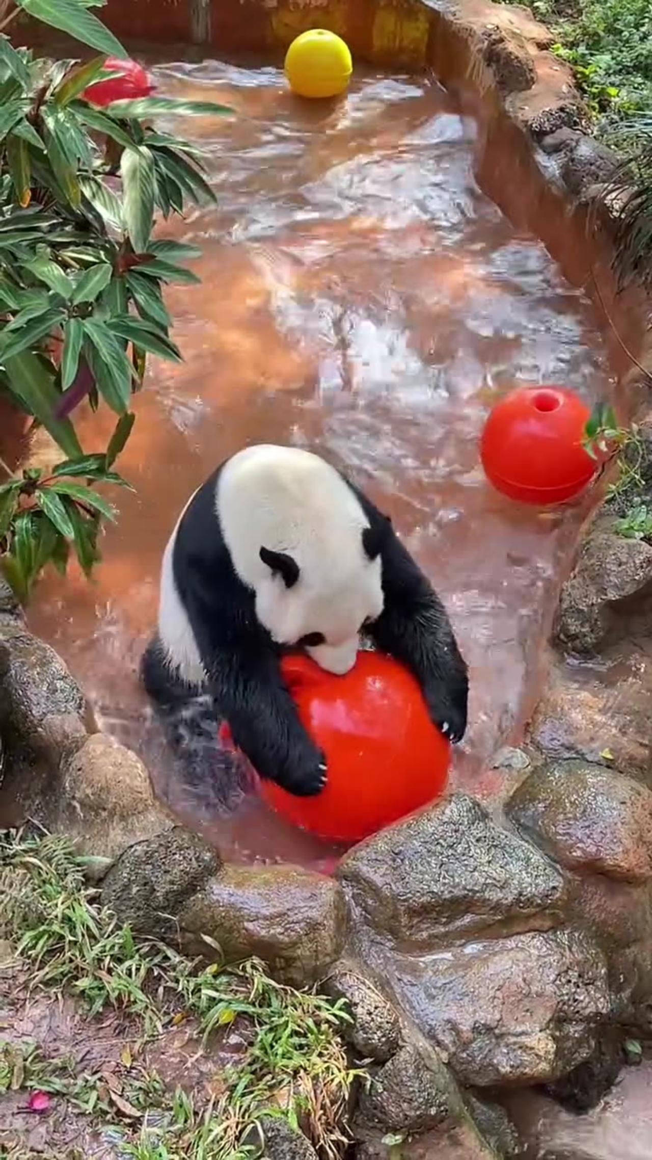 Giant panda Shun Shun has a great time playing ball