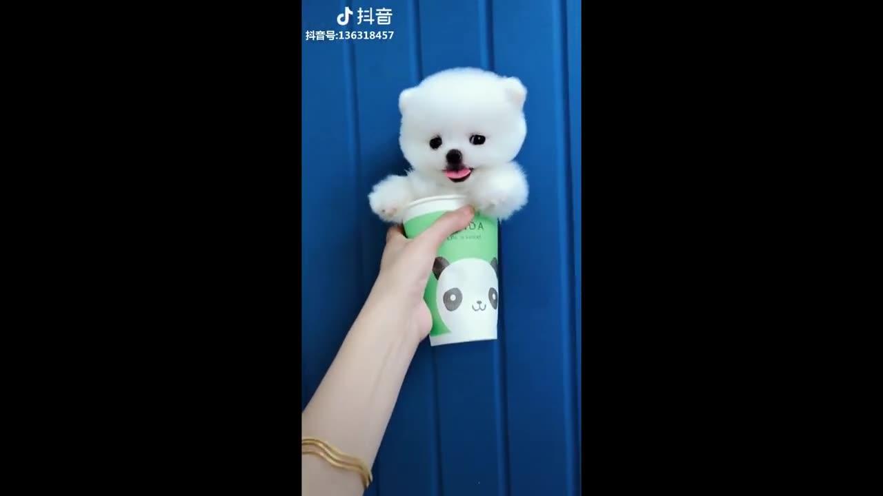 Tik Tok puppies 🐶 cute and funny dog videos - One News Page VIDEO