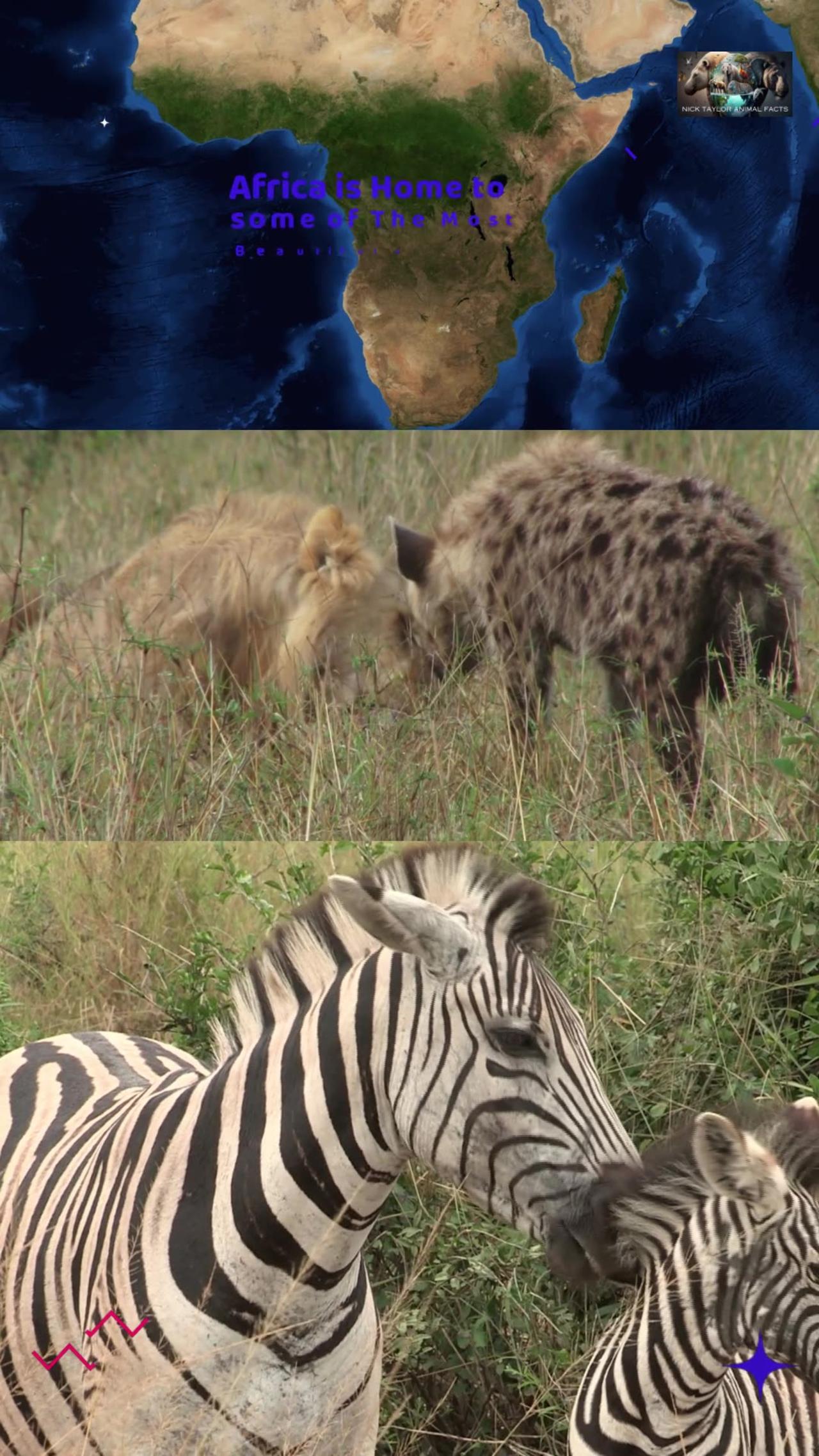 Zebra VS Wildebeest