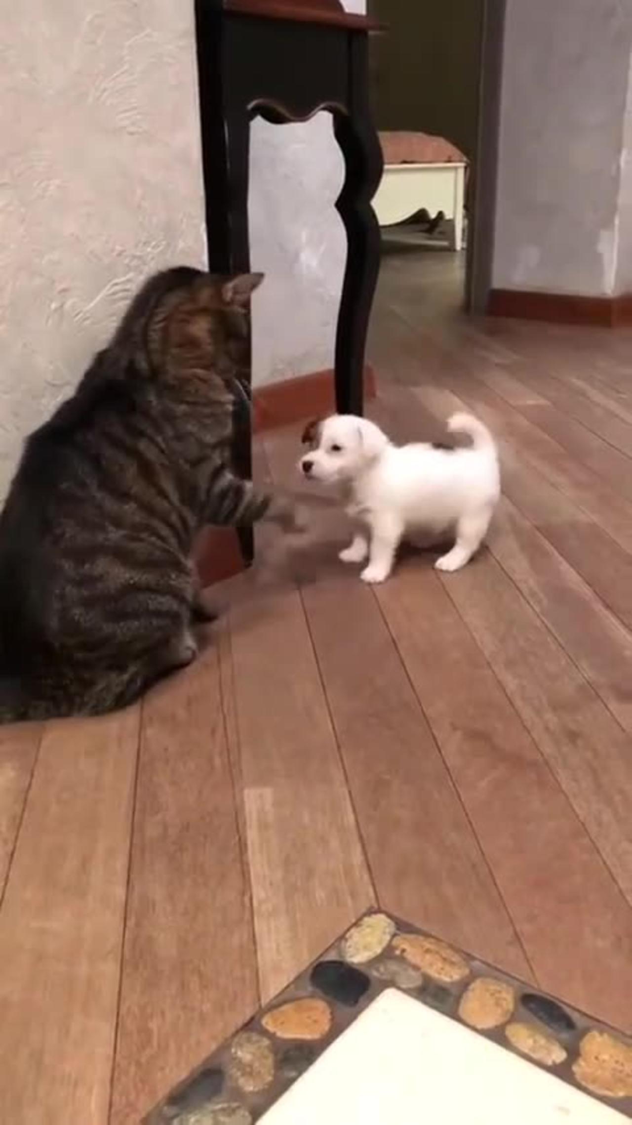 Vicious feline brutally attacks a helpless puppy
