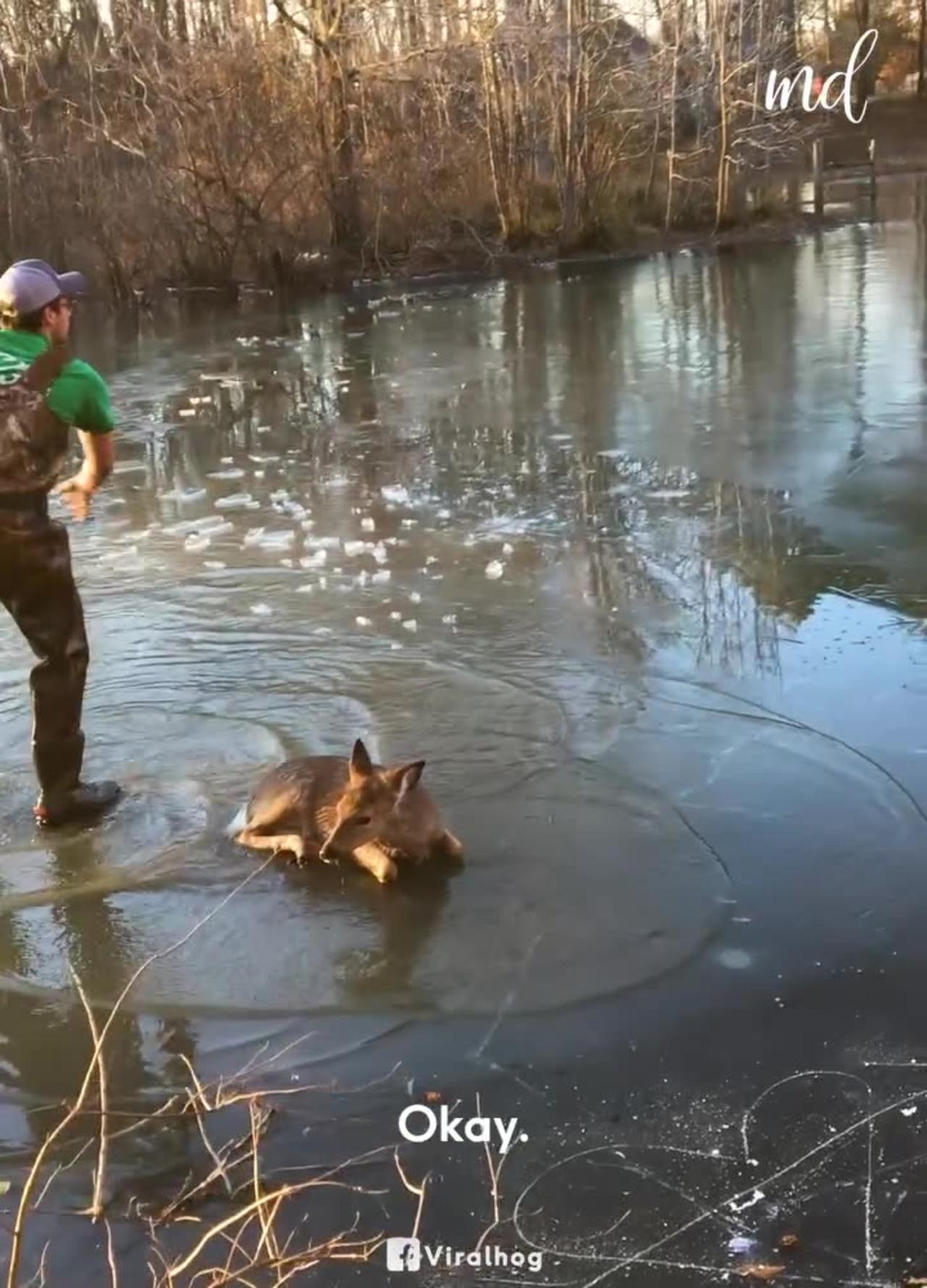 Kind Family Helps Baby Deer Stuck In Frozen Pond