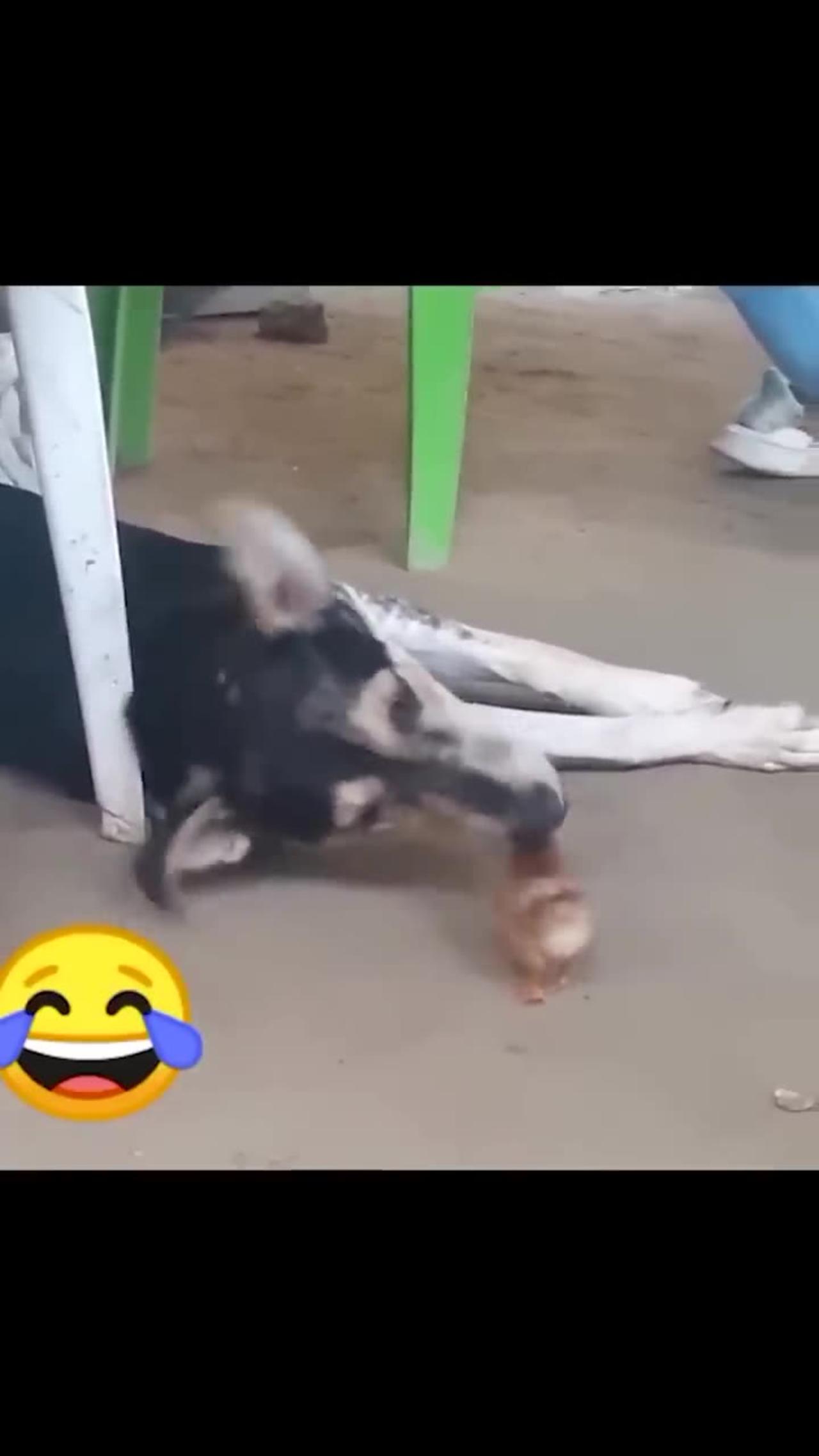 Funny Animal Videos -> try not to laugh :D