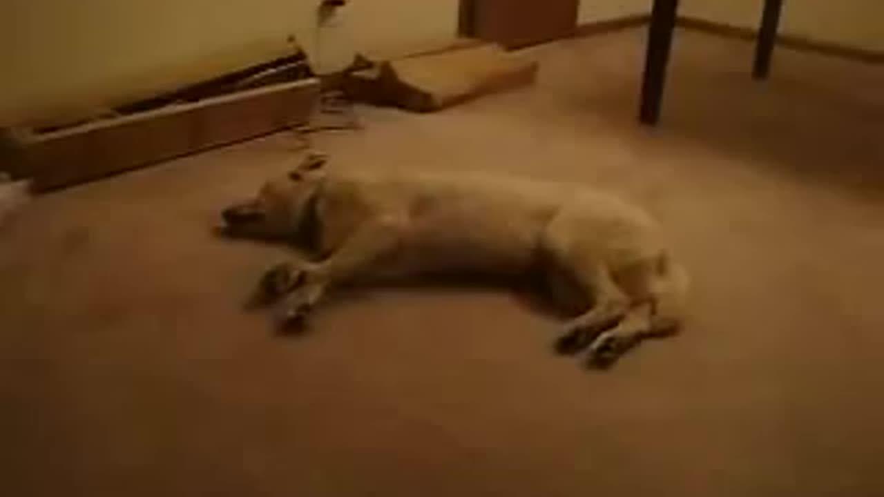 Funny dog running in his dream