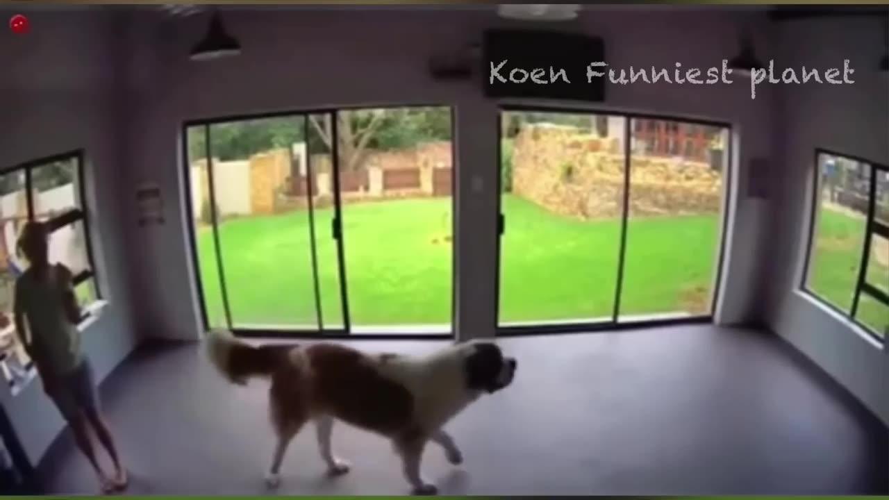 funny dog and cat videos 2024