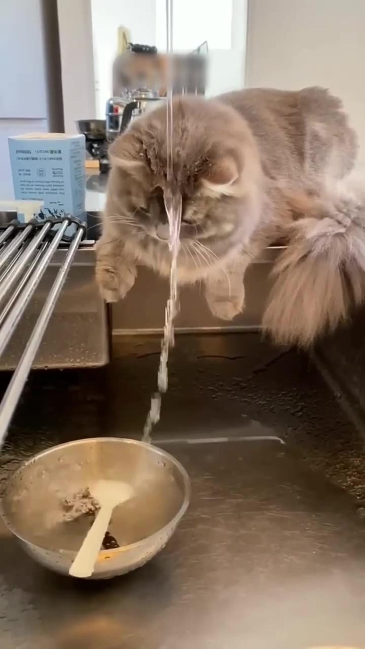 Funny Cats – Water 😂😂