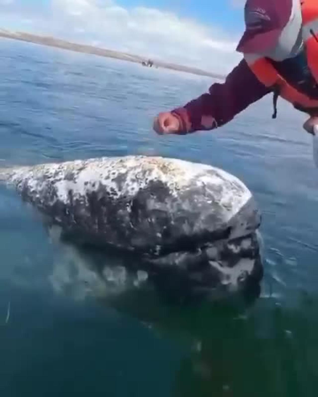 Whale is letting boat Captain to remove lice from his head